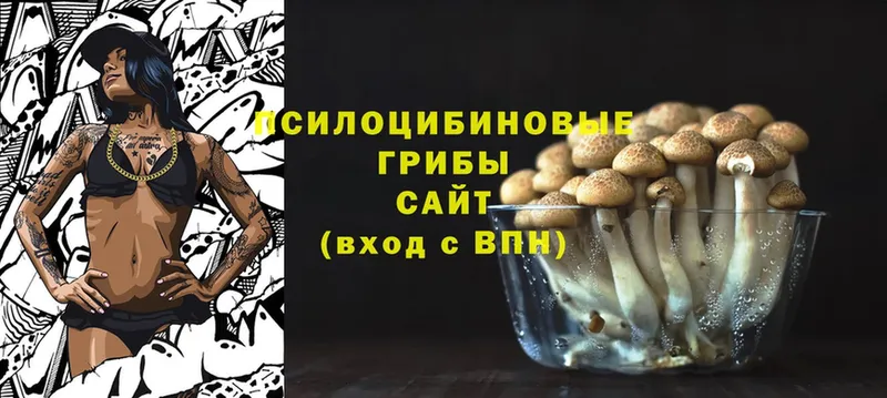 где продают   Кинель  Псилоцибиновые грибы Psilocybine cubensis 